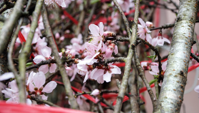 Trước Tết 2 tuần: Đào rừng đổ bộ phố Thủ đô, thét giá chục triệu